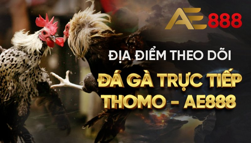 ae888ae888 Đăng ký ae888 Đăng nhập ae888 Website ae888 Đá gà